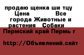 продаю щенка ши-тцу › Цена ­ 10 000 - Все города Животные и растения » Собаки   . Пермский край,Пермь г.